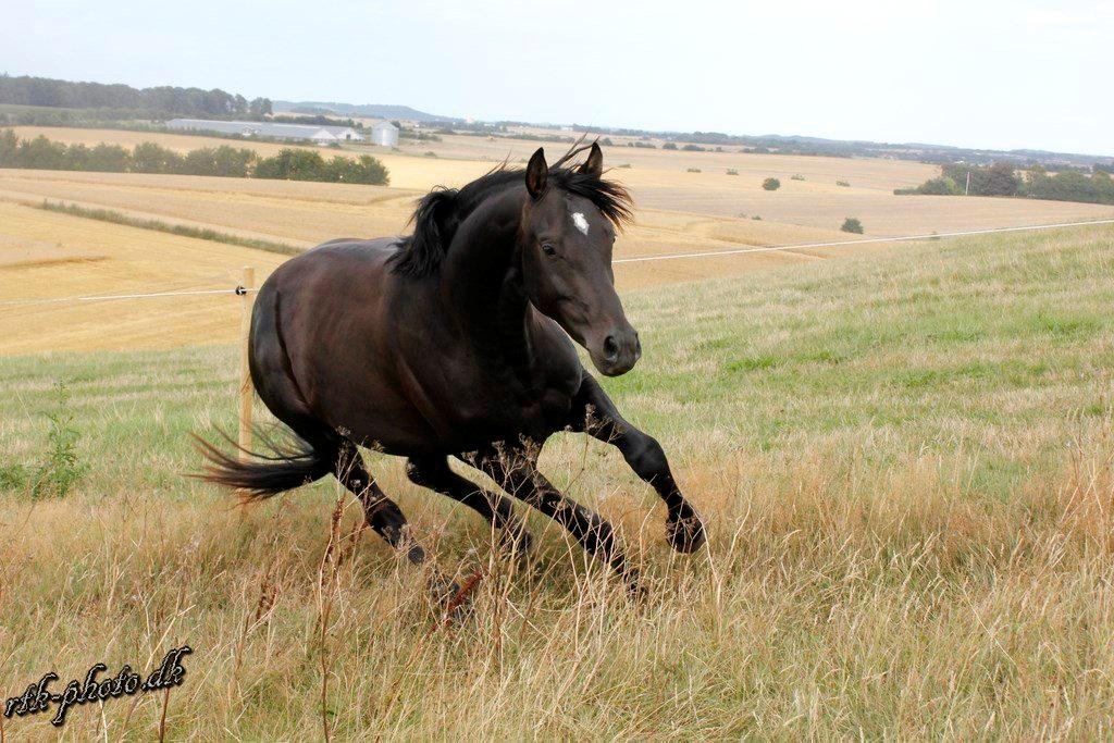 Dansk Varmblod skywalker billede 18