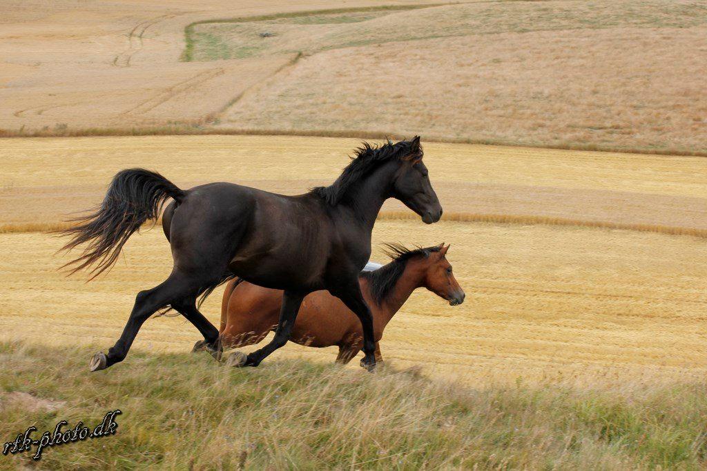 Dansk Varmblod skywalker billede 19