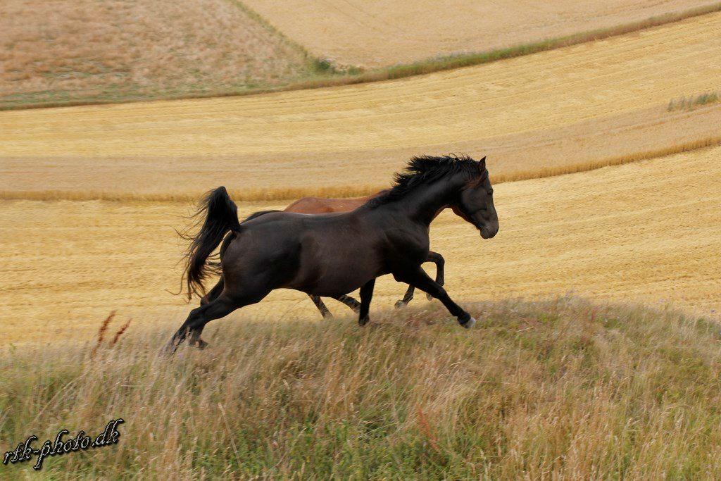 Dansk Varmblod skywalker billede 14