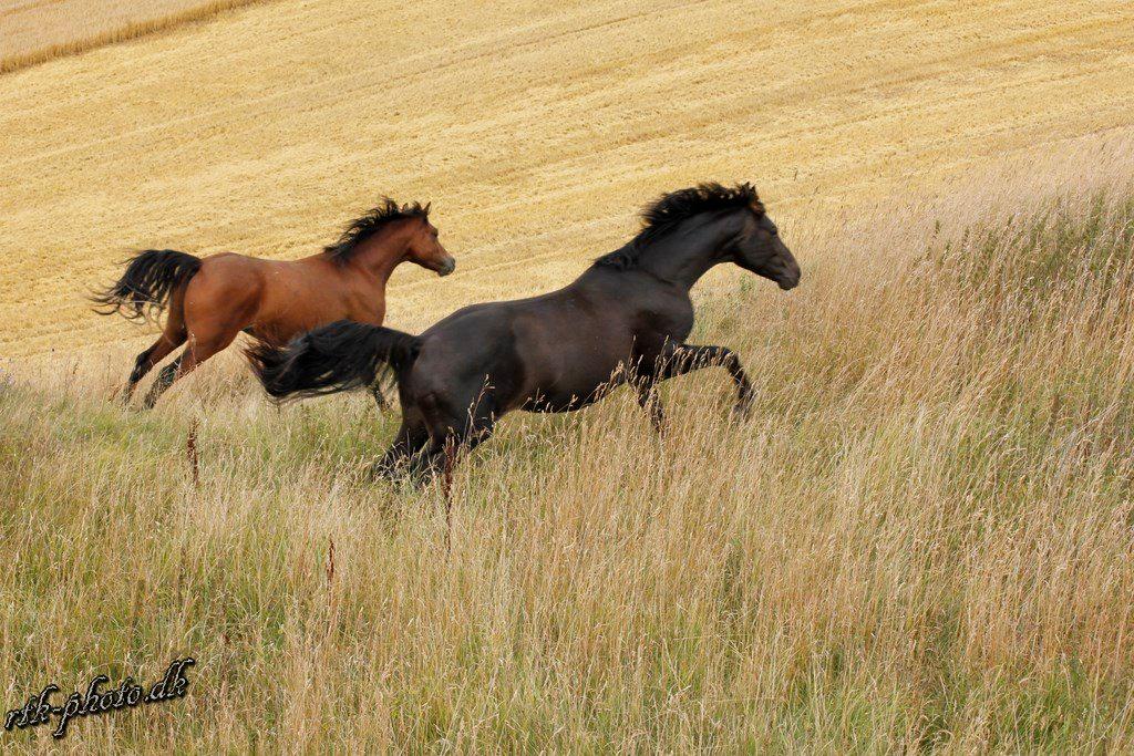 Dansk Varmblod skywalker billede 20