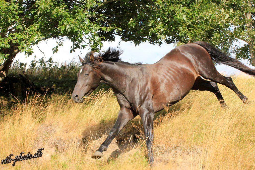 Dansk Varmblod skywalker billede 1