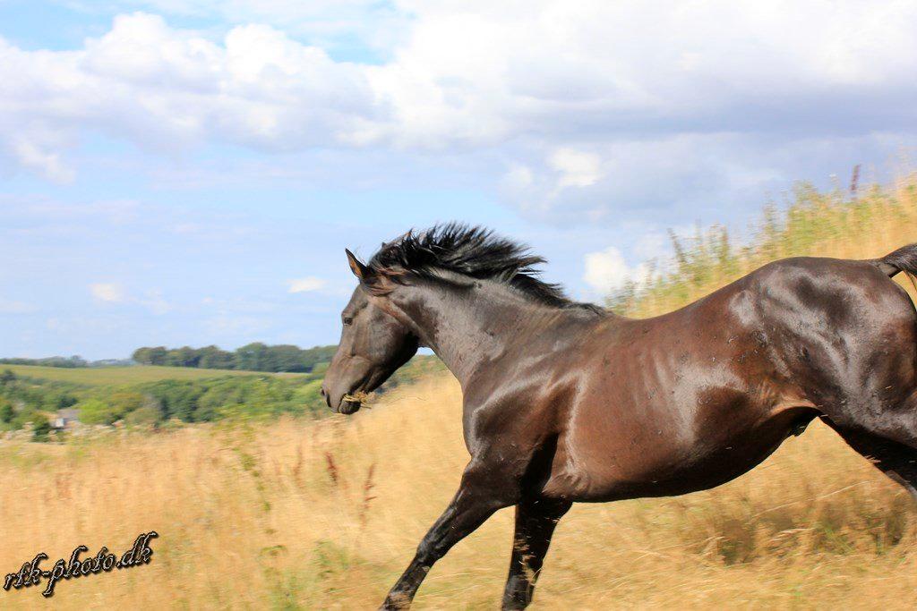 Dansk Varmblod skywalker billede 10