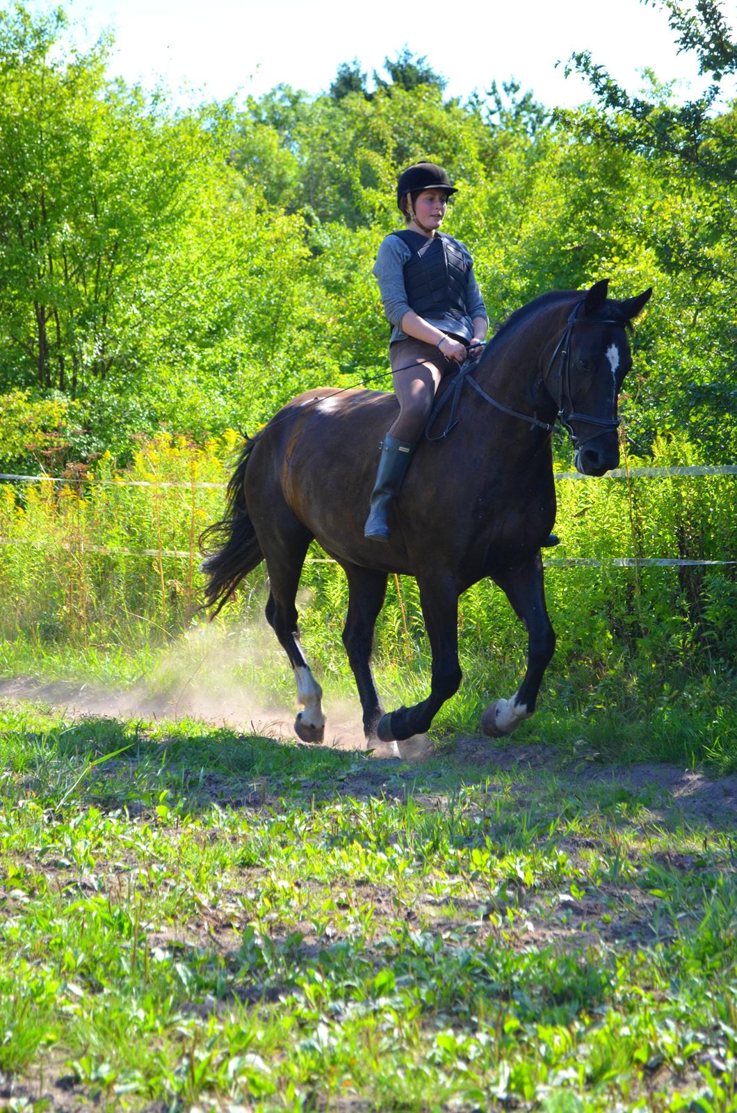 Oldenborg Joy (Joey) - Billedet er taget af Anna Rydell :) billede 7