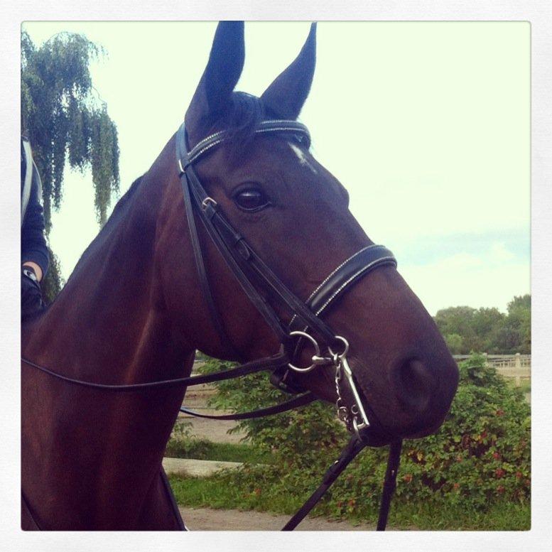 Dansk Varmblod Hanky Panky Firfod billede 14