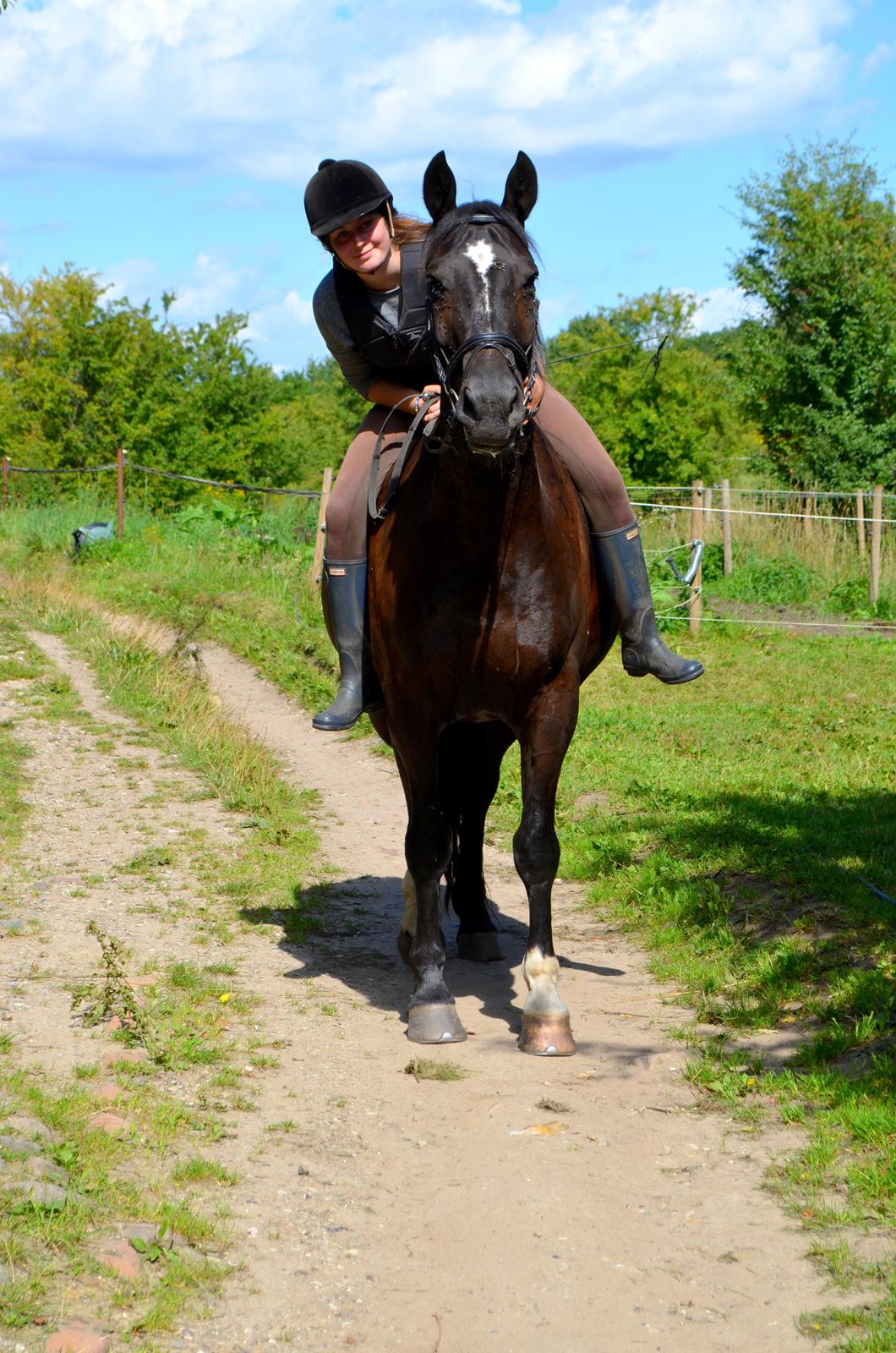 Oldenborg Joy (Joey) - Billedet er taget af Anna Rydell :) billede 8