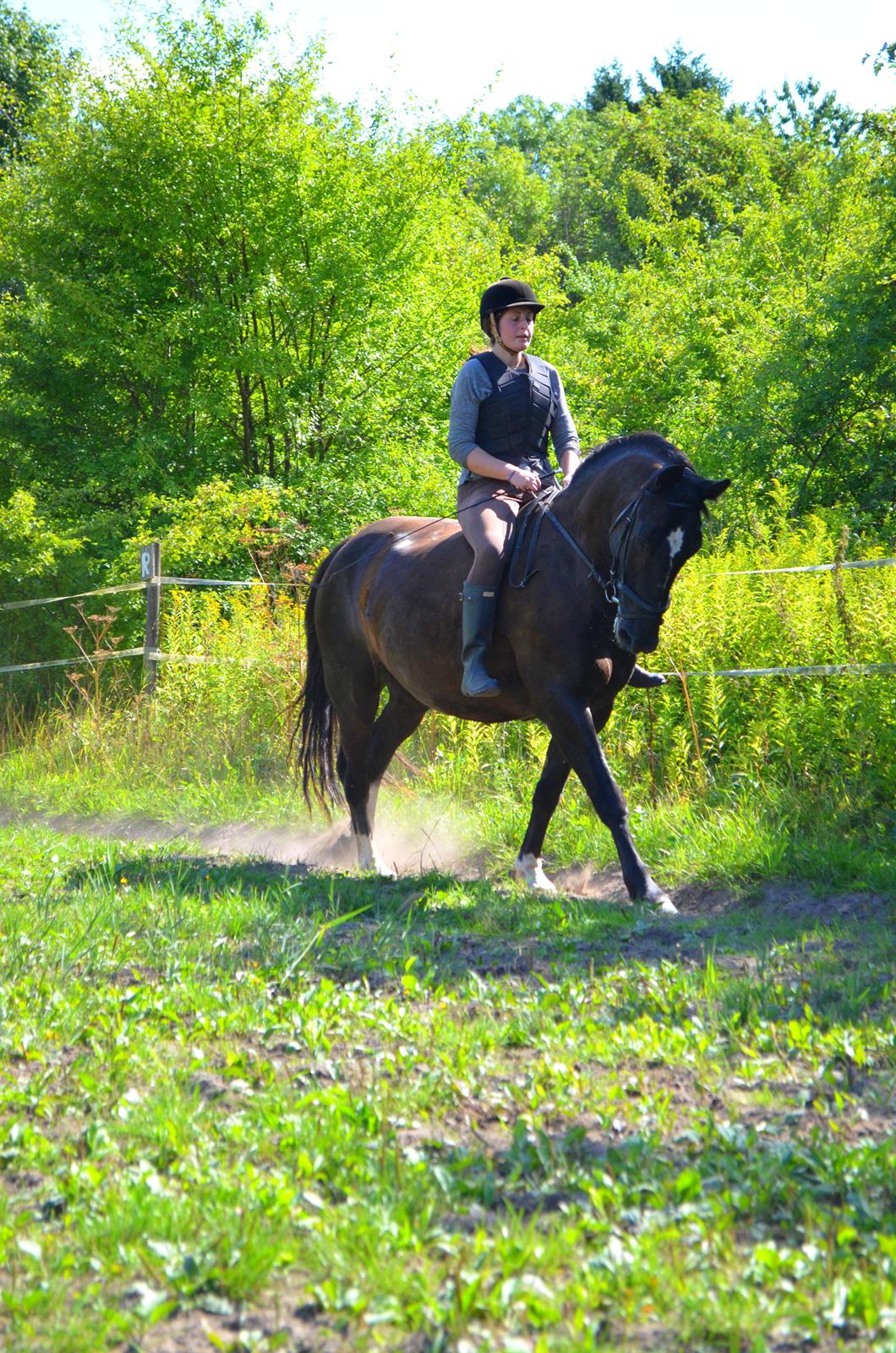 Oldenborg Joy (Joey) - Billedet er taget af Anna Rydell :) billede 12