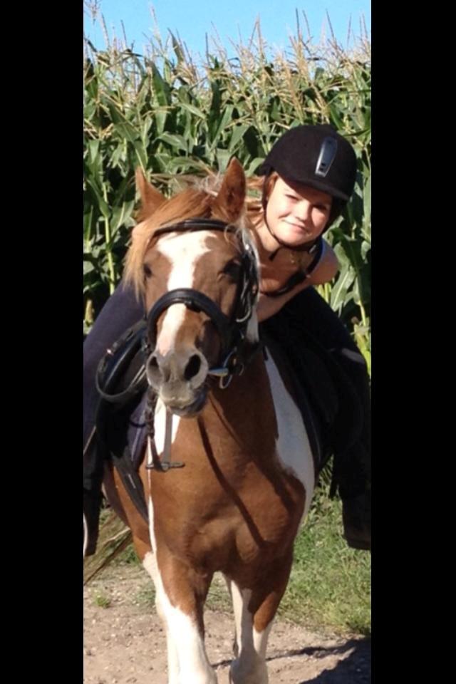 Pinto Roméo billede 1