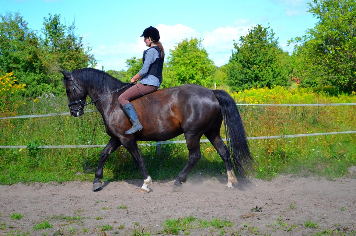 Oldenborg Joy (Joey) - Billedet er taget af Anna Rydell :) billede 10