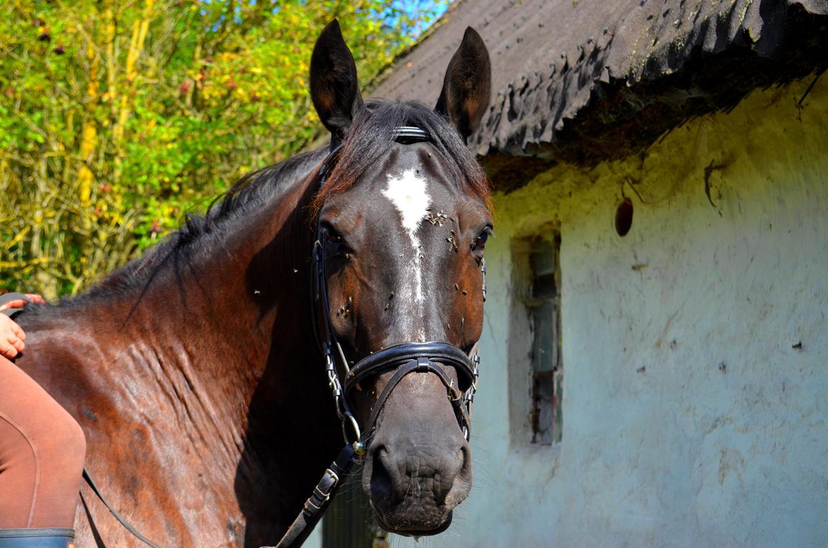 Oldenborg Joy (Joey) - Billedet er taget af Anna Rydell :) billede 13