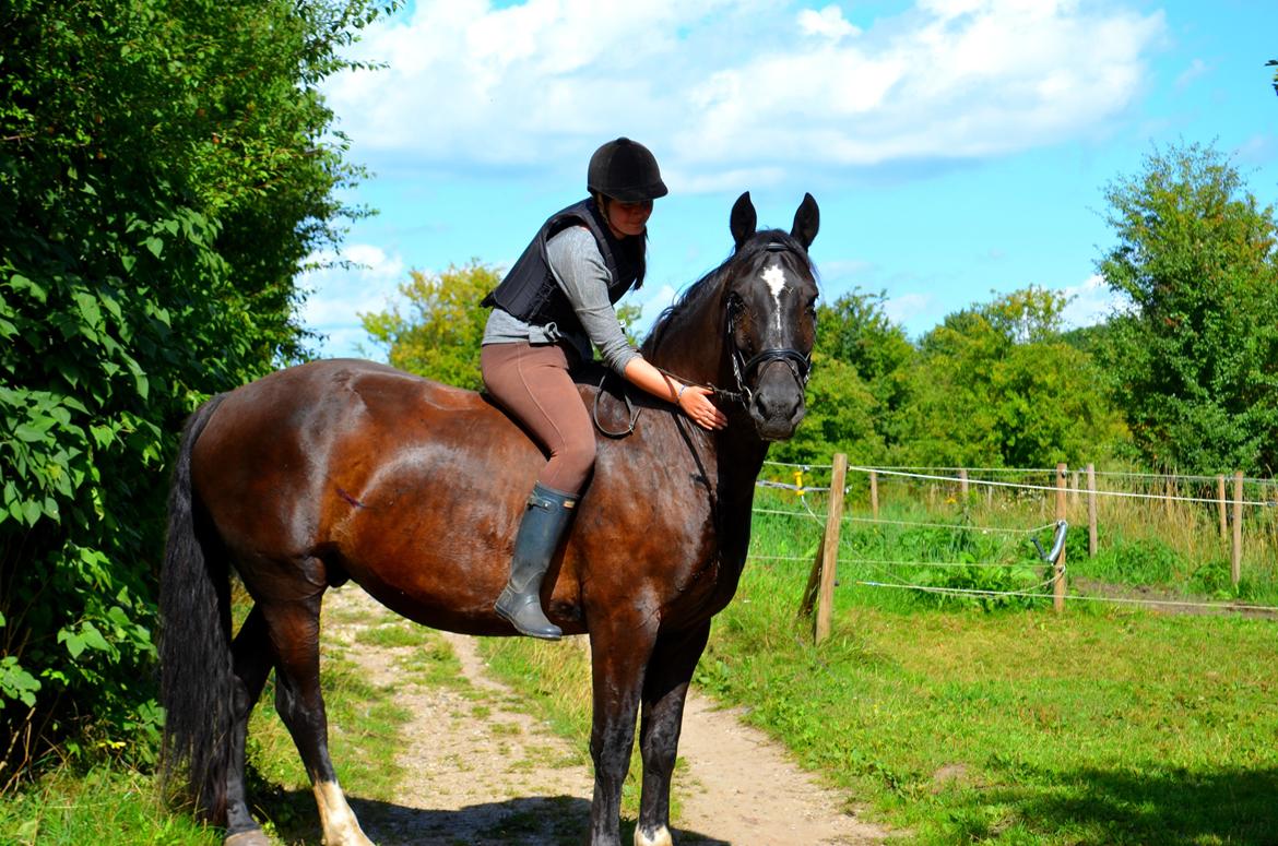 Oldenborg Joy (Joey) - Billedet er taget af Anna Rydell :) billede 14