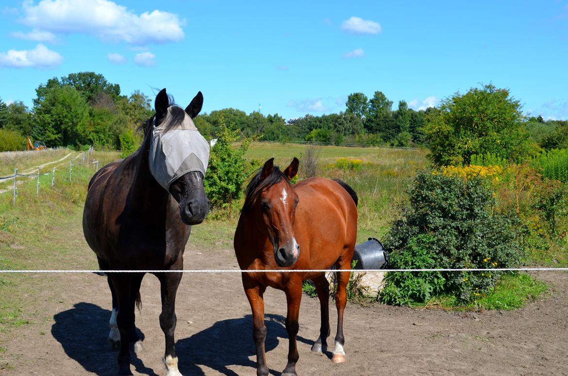 Oldenborg Joy (Joey) - Joey og hans bedste ven Nassim - Billedet er taget af Anna Rydell :)  billede 15