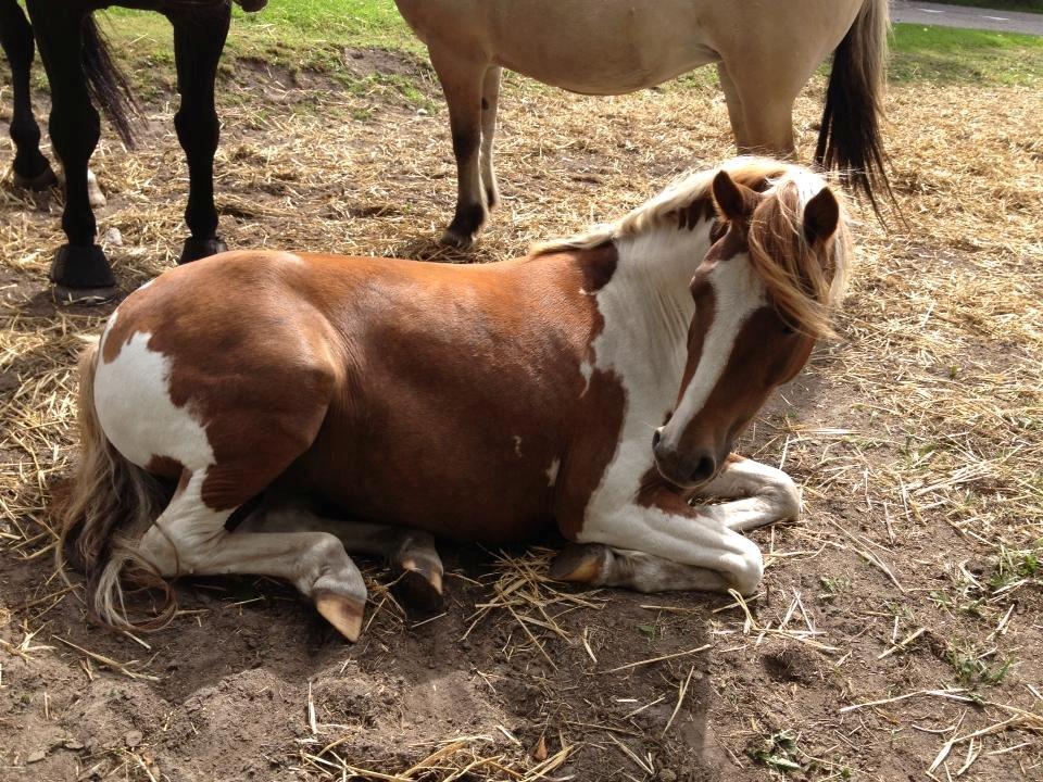 Pinto Roméo billede 3