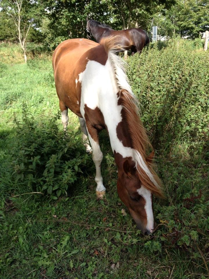 Pinto Roméo billede 5