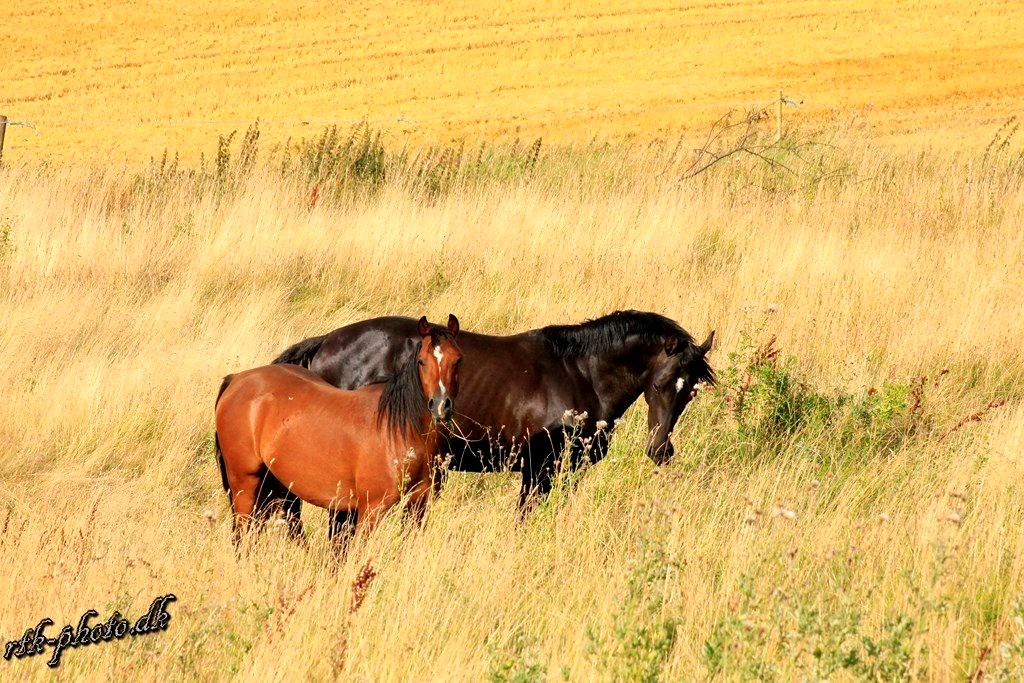 Welsh Pony (sec B) Bjerregaards Flaco billede 2