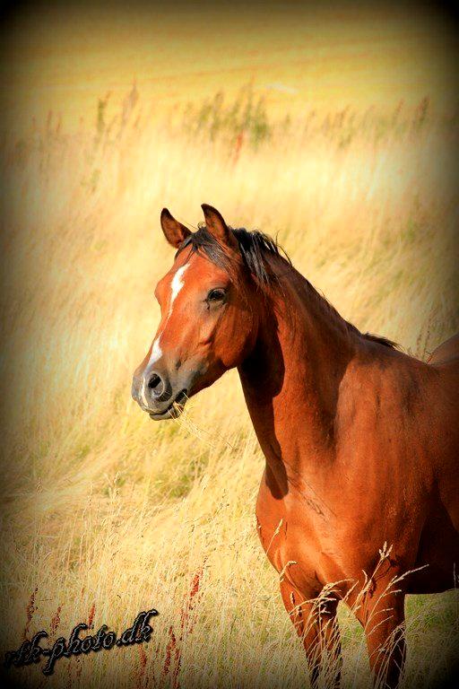 Welsh Pony (sec B) Bjerregaards Flaco billede 1
