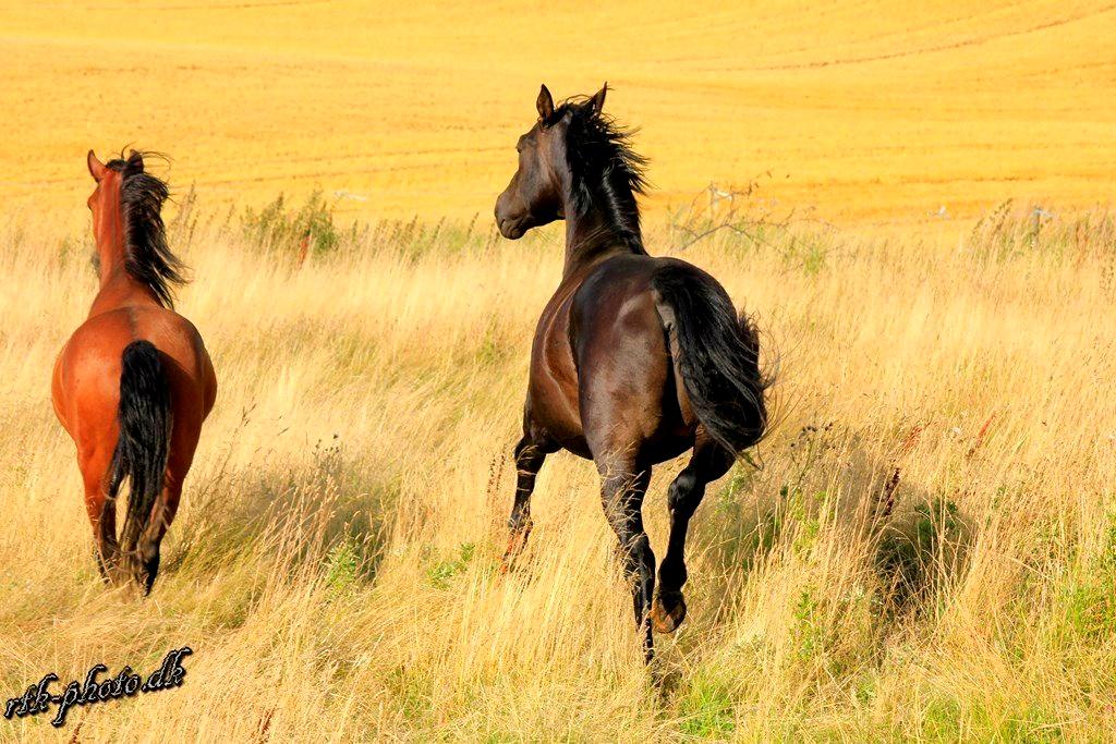 Welsh Pony (sec B) Bjerregaards Flaco - Når enden er god er alting godt..
 billede 32