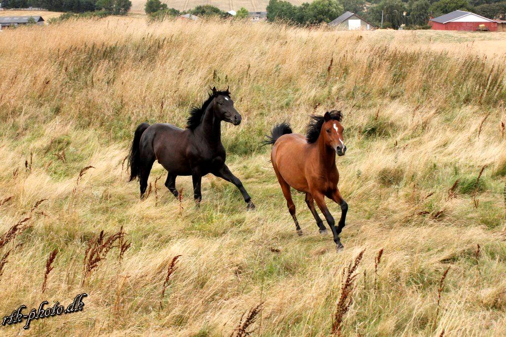 Welsh Pony (sec B) Bjerregaards Flaco billede 3