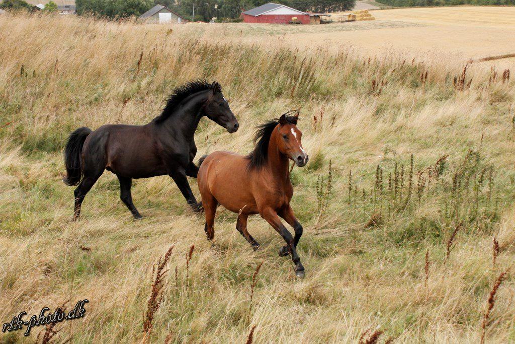 Welsh Pony (sec B) Bjerregaards Flaco billede 4