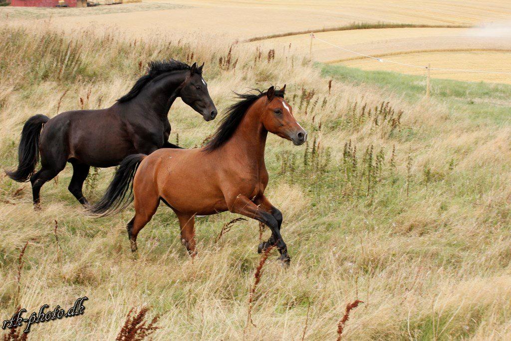 Welsh Pony (sec B) Bjerregaards Flaco billede 5