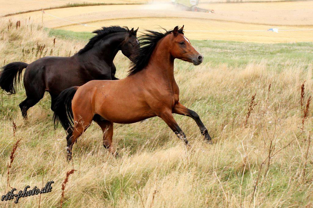 Welsh Pony (sec B) Bjerregaards Flaco billede 6