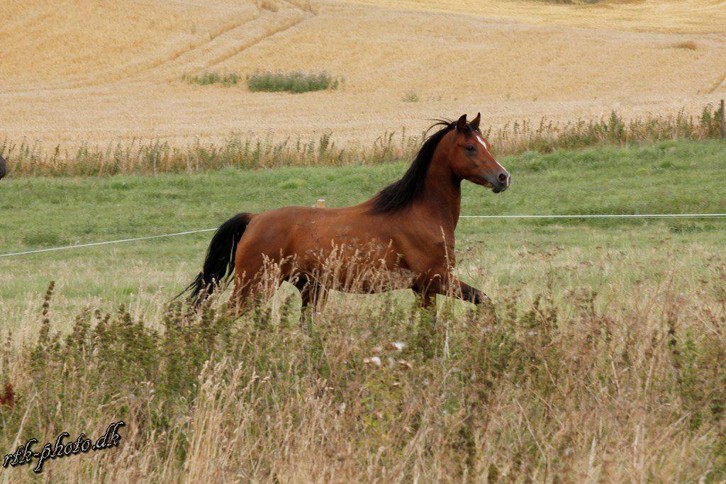 Welsh Pony (sec B) Bjerregaards Flaco billede 7