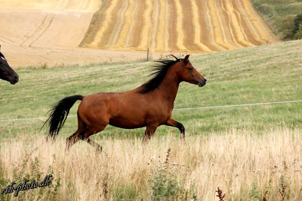 Welsh Pony (sec B) Bjerregaards Flaco billede 8