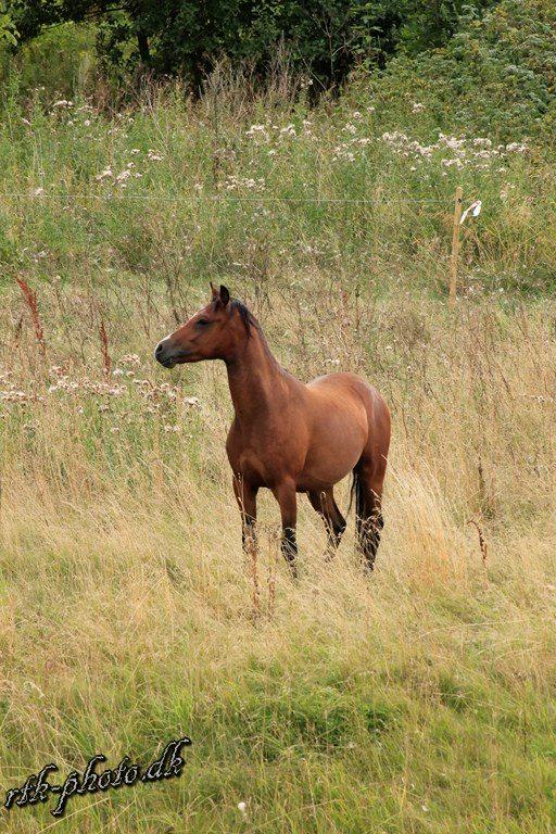 Welsh Pony (sec B) Bjerregaards Flaco billede 9