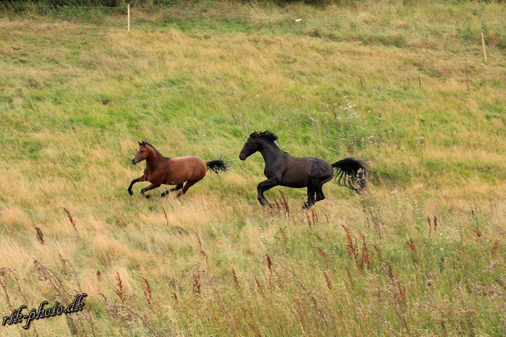 Welsh Pony (sec B) Bjerregaards Flaco billede 10