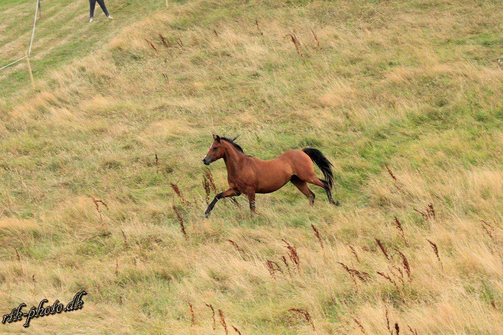 Welsh Pony (sec B) Bjerregaards Flaco billede 11