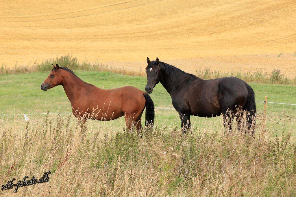 Welsh Pony (sec B) Bjerregaards Flaco billede 12