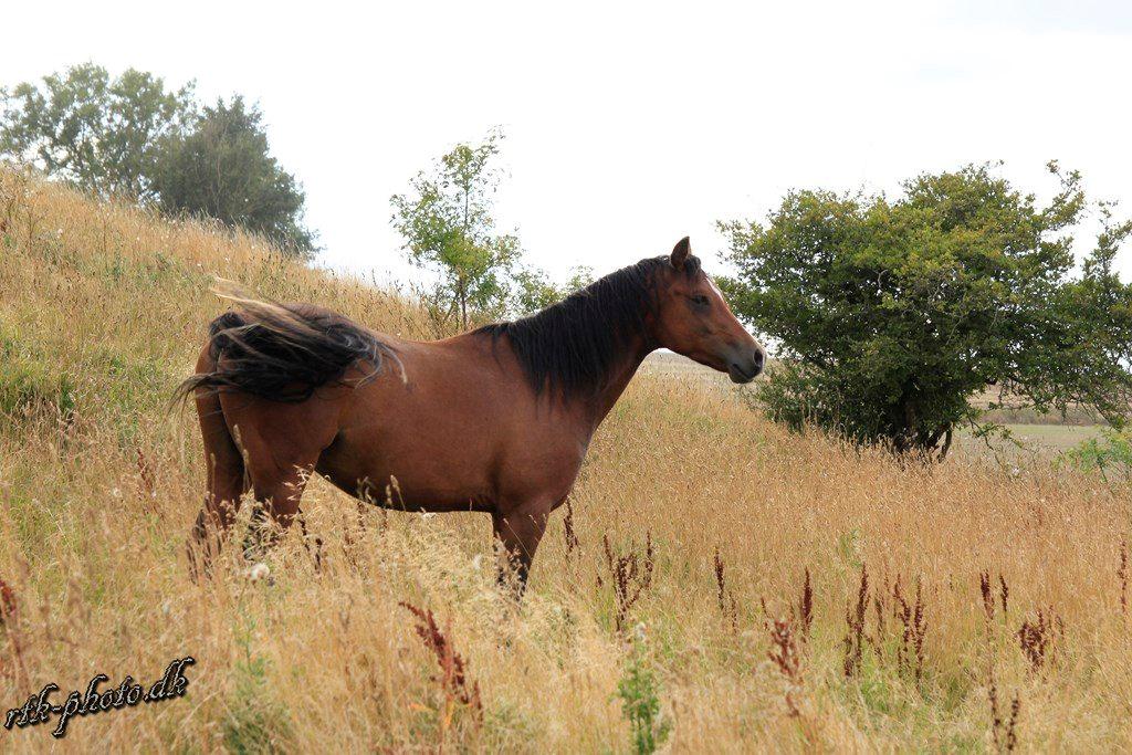 Welsh Pony (sec B) Bjerregaards Flaco billede 13