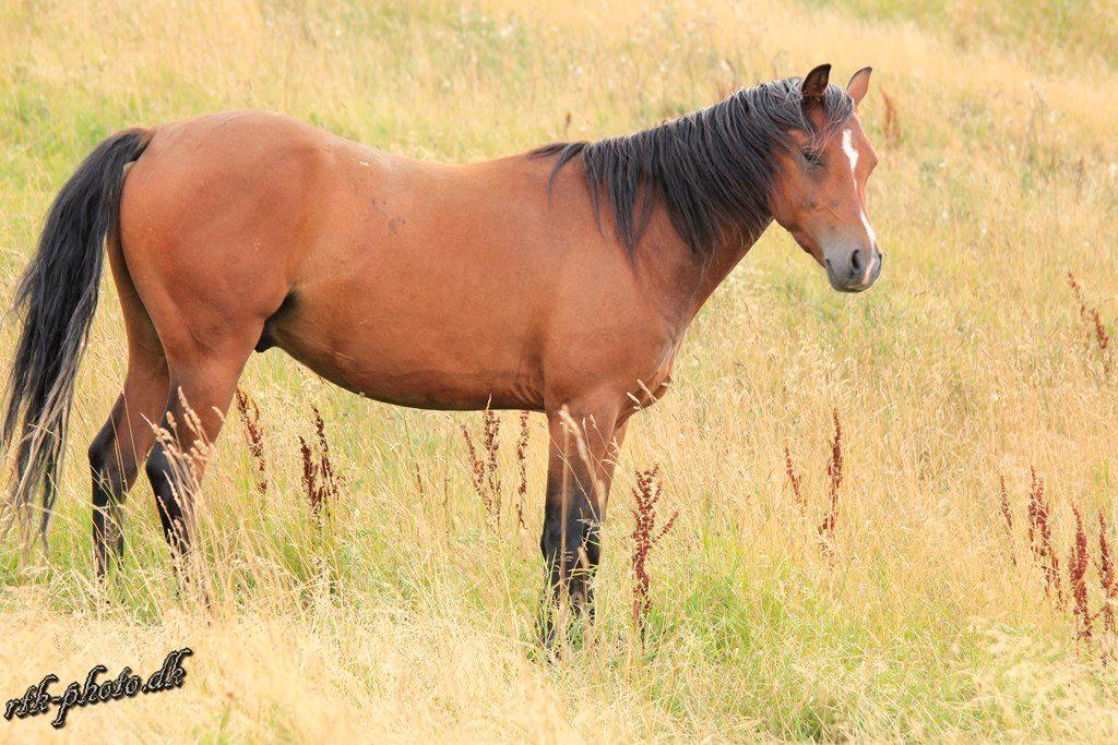 Welsh Pony (sec B) Bjerregaards Flaco billede 14