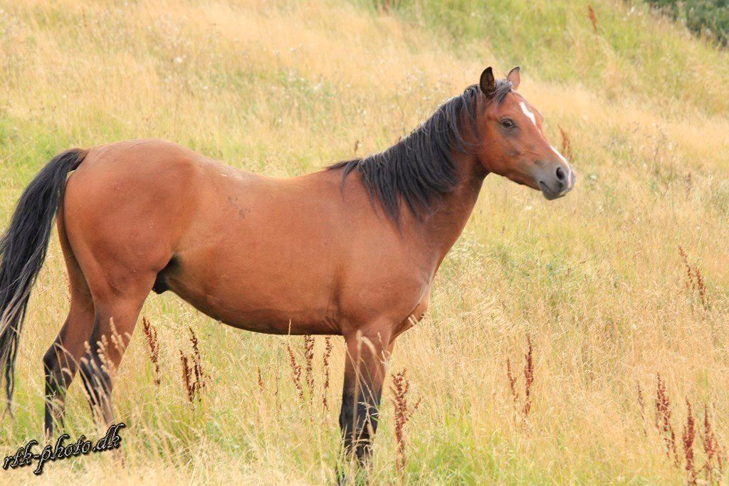 Welsh Pony (sec B) Bjerregaards Flaco billede 15