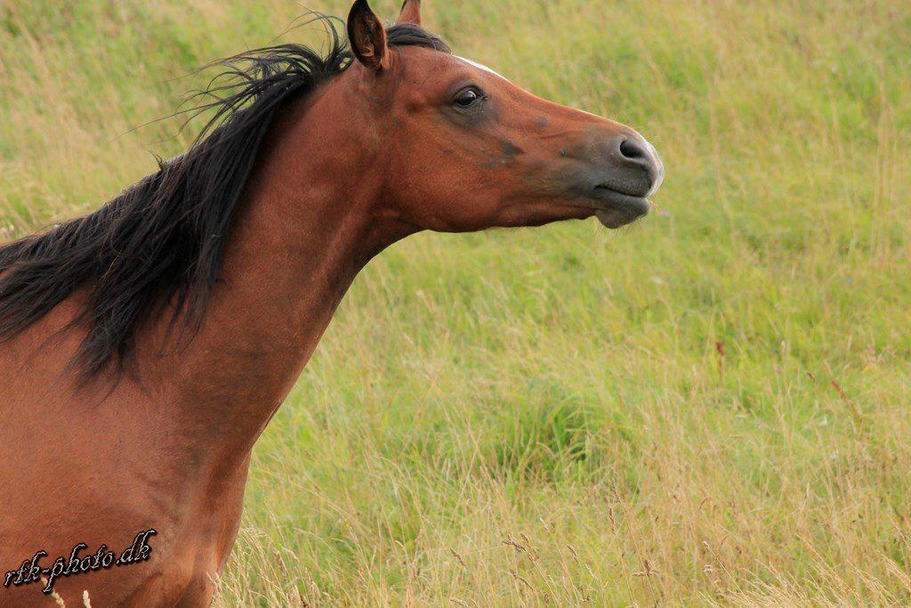 Welsh Pony (sec B) Bjerregaards Flaco billede 16
