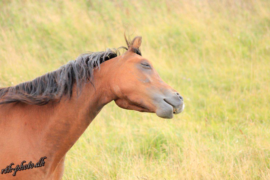 Welsh Pony (sec B) Bjerregaards Flaco - Lor'eal - Becaurse i'm worth it :-D billede 17