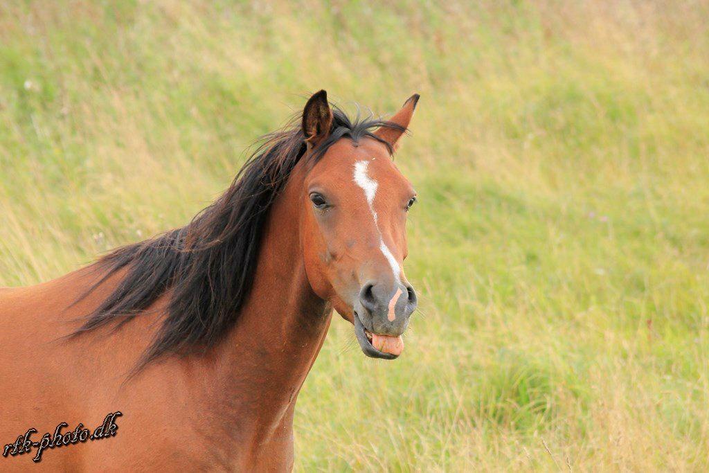 Welsh Pony (sec B) Bjerregaards Flaco billede 18