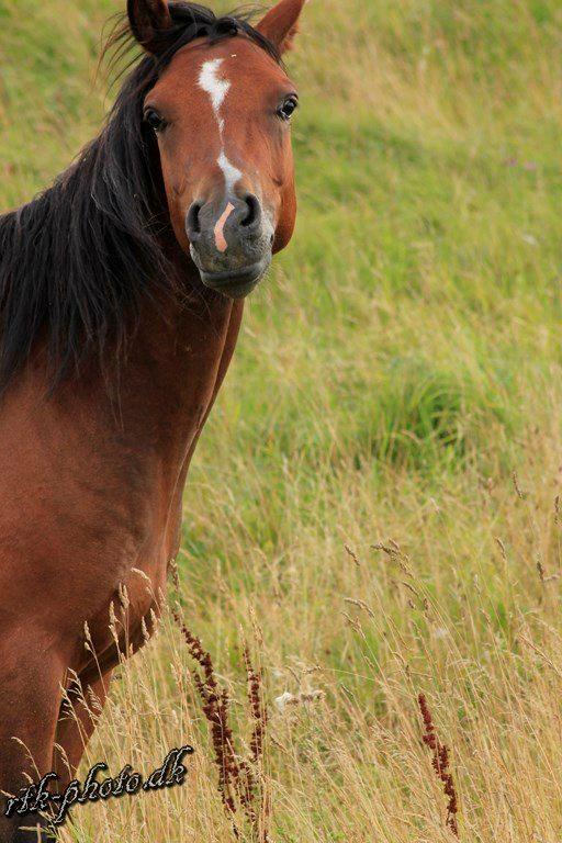 Welsh Pony (sec B) Bjerregaards Flaco billede 19