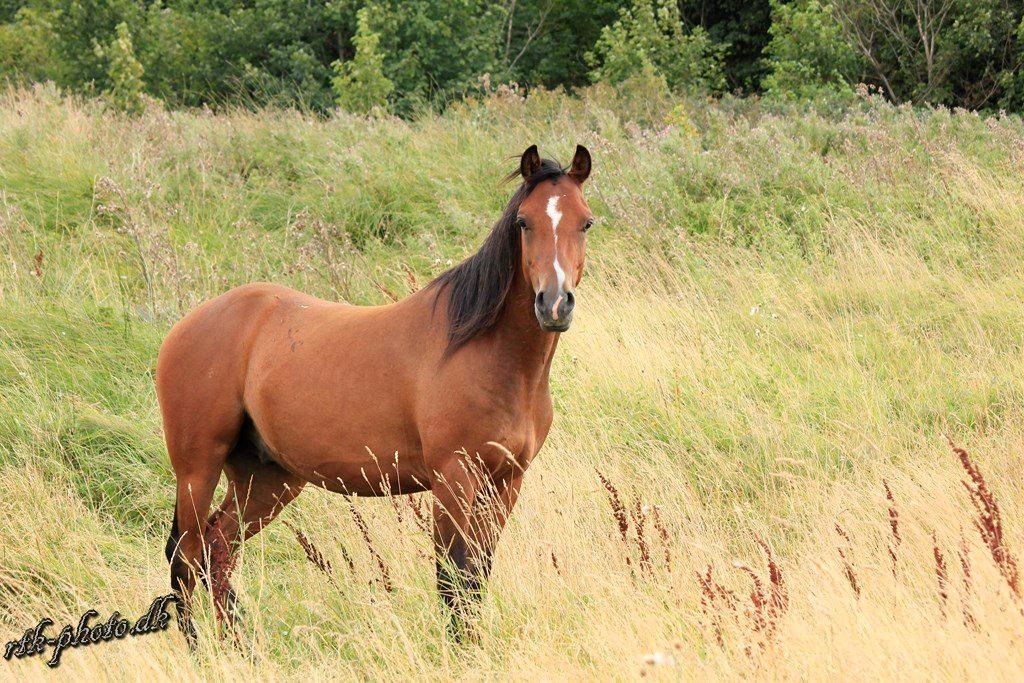 Welsh Pony (sec B) Bjerregaards Flaco billede 21