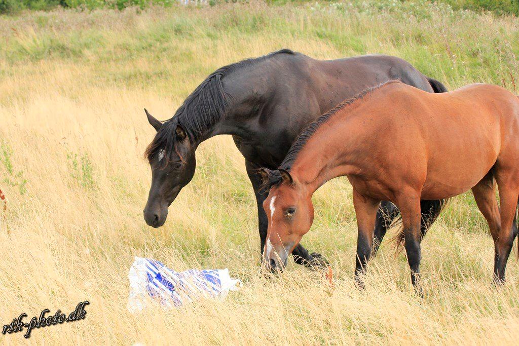 Welsh Pony (sec B) Bjerregaards Flaco billede 22