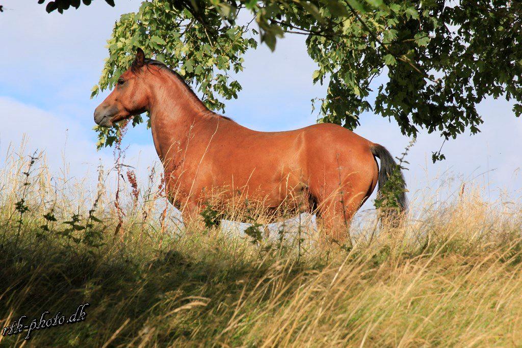 Welsh Pony (sec B) Bjerregaards Flaco billede 23