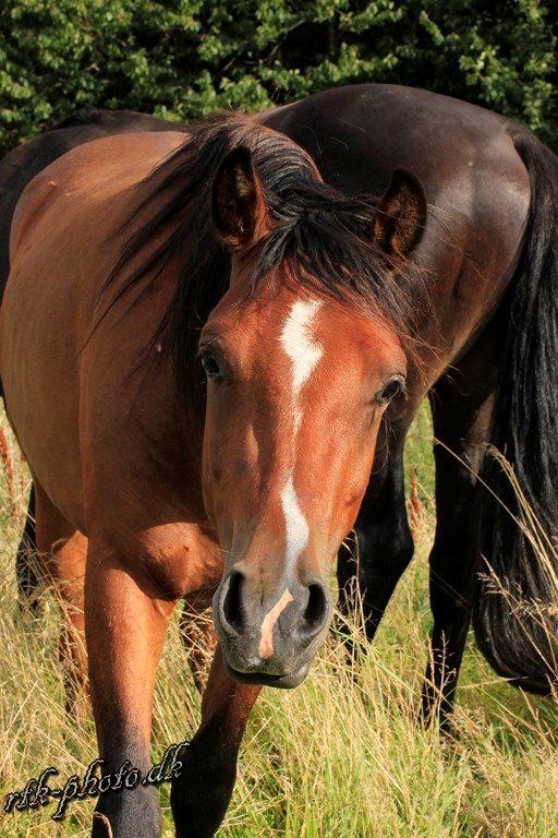 Welsh Pony (sec B) Bjerregaards Flaco billede 24