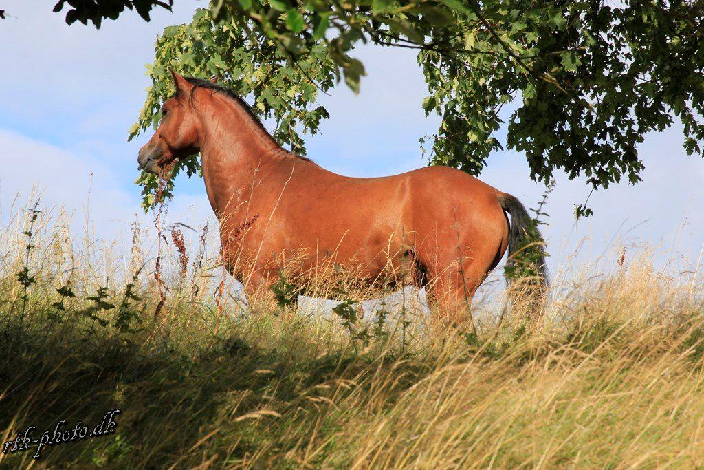 Welsh Pony (sec B) Bjerregaards Flaco billede 25