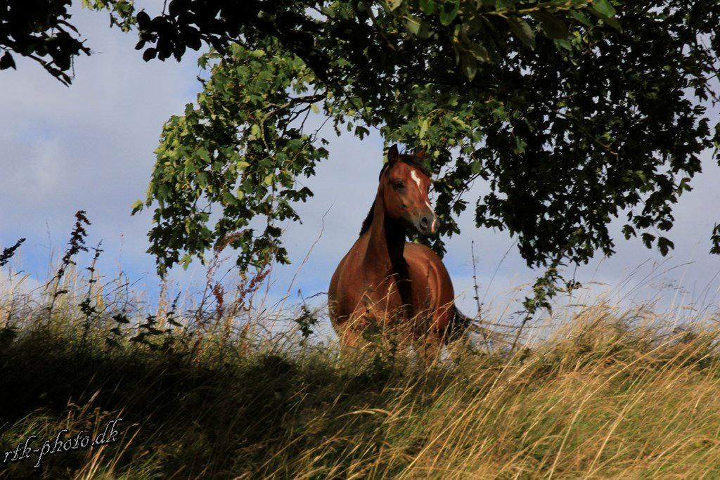 Welsh Pony (sec B) Bjerregaards Flaco billede 26