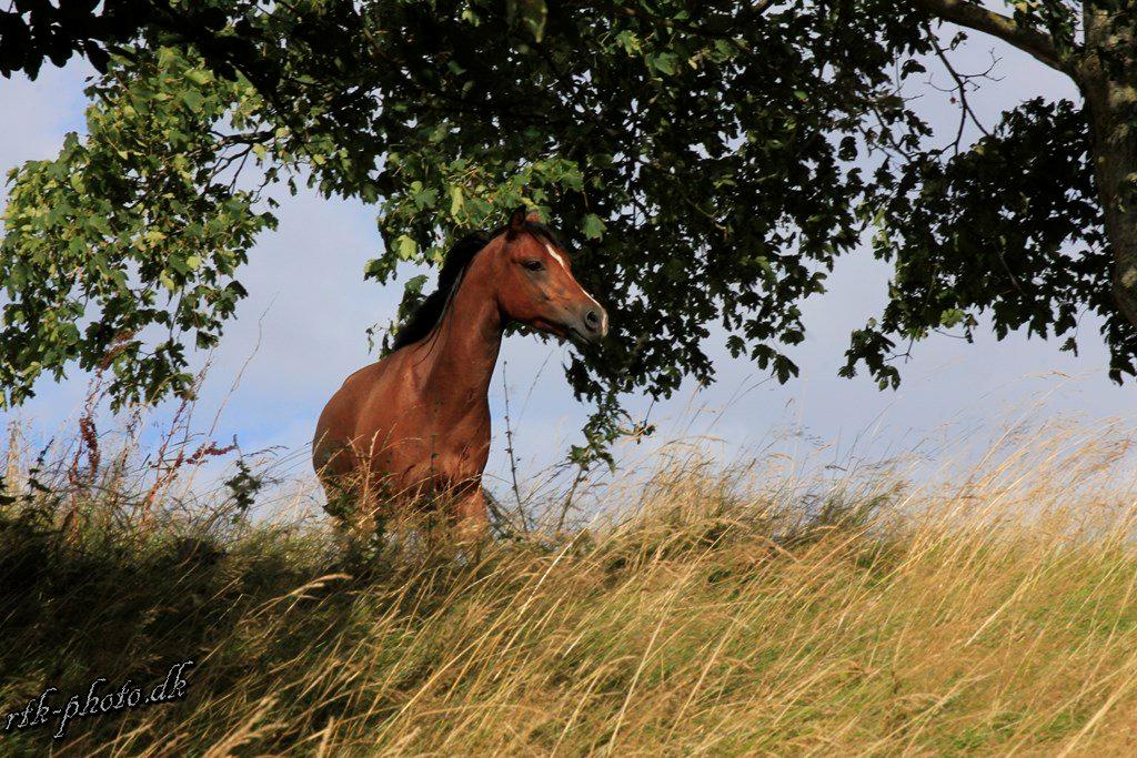 Welsh Pony (sec B) Bjerregaards Flaco billede 27