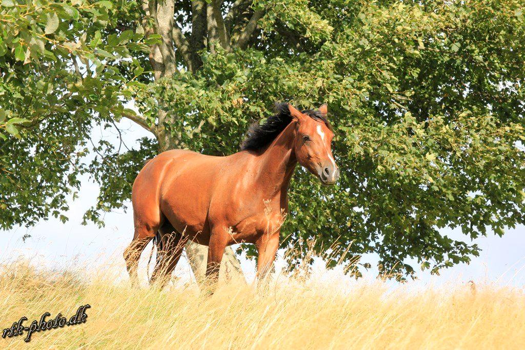 Welsh Pony (sec B) Bjerregaards Flaco billede 28