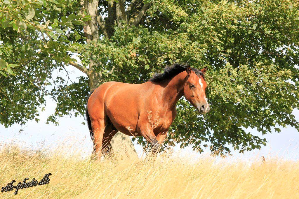 Welsh Pony (sec B) Bjerregaards Flaco billede 29