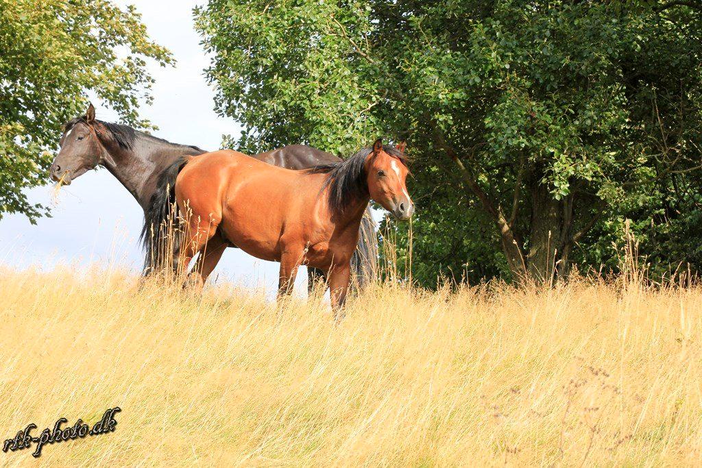 Welsh Pony (sec B) Bjerregaards Flaco billede 30