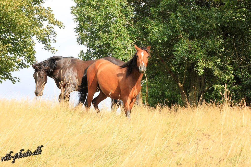Welsh Pony (sec B) Bjerregaards Flaco billede 31