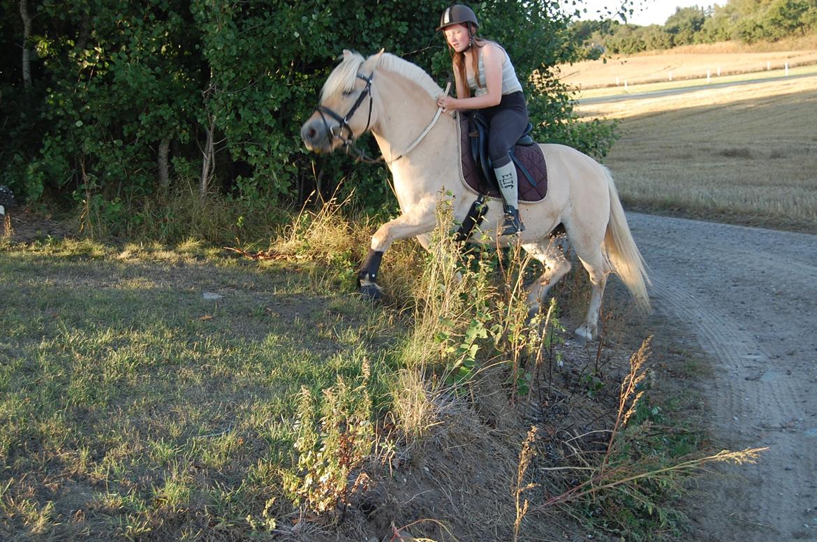 Fjordhest Røskva billede 15