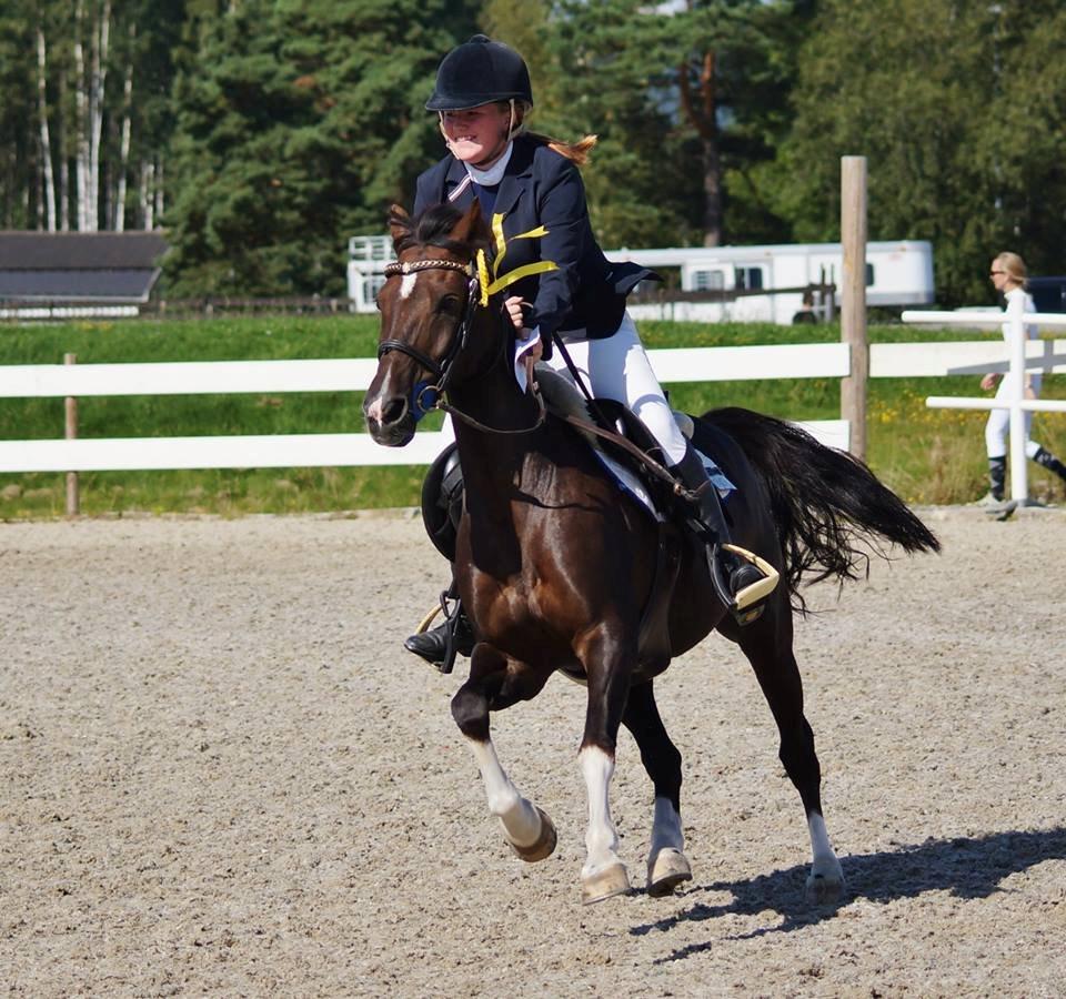 Hollandsk Sportspony | Radec<3 | (Toblerone) billede 2